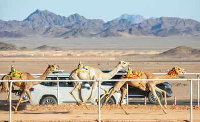 Camels racing for the king's cup, Al Ula, Saudi Arabia