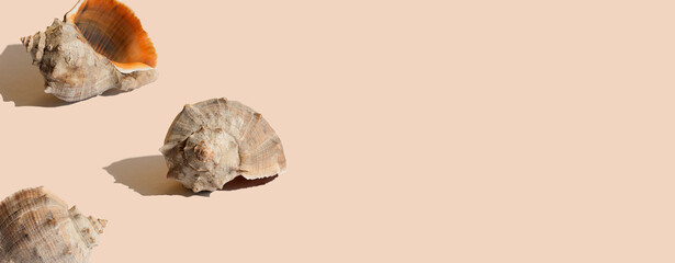 Sea shells on pastel beige background with shadows. Space for text. Minimal summer vacation concept. Mocha mousse color. Copy space. Banner or header
