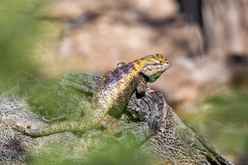 An adult male desert spiny lizard, Sceloporus magister, displaying breeding colors. A brightly colored lizard with brown, blue and yellow markings posing on a prickly pear cacti. Sonoran Desert, USA.