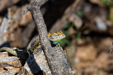 An adult male desert spiny lizard, Sceloporus magister, displaying breeding colors. A brightly colored lizard with brown, blue and yellow markings posing on a prickly pear cacti. Sonoran Desert, USA.