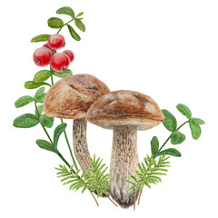 Wild mushrooms, red wild berries and moss watercolor hand drawn botanical realistic illustration. Forest boletus and cranberry isolated on white background.