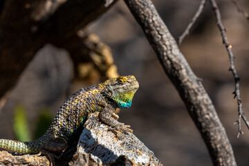 An adult male desert spiny lizard, Sceloporus magister, displaying breeding colors. A brightly colored lizard with brown, blue and yellow markings posing on a prickly pear cacti. Sonoran Desert, USA.