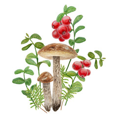 Wild mushrooms, red wild berries and moss watercolor hand drawn botanical realistic illustration. Forest boletus and cranberry isolated on white background.
