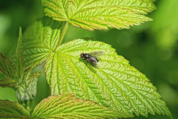 one small black fly sits on a green leaf of a plant in nature in a spring park