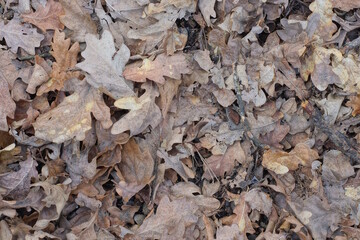 natural plant texture of dry brown gray fallen leaves on the ground in nature