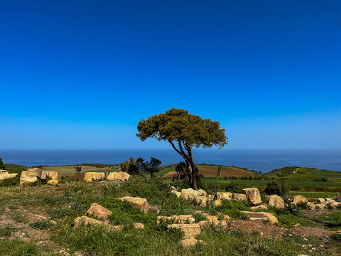 A lone tree against the valley in Tipaza province, Algeria