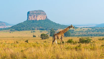  Giraffe (Giraffa Camelopardalis) panorama in African Savannah with a butte geological formation, Entabeni Safari Reserve, Limpopo Province, South Africa. © SL-Photography