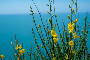 Yellow flowers in front of the sea