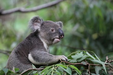 木の上のコアラのポートレート