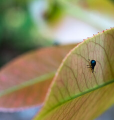 Black bug alone on a large green leaf