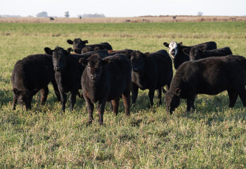 Herd steers in the meadow