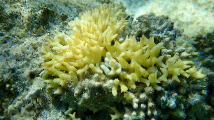 Naklejka na ściany i meble Bush coral or thin birdsnest coral, spiny row coral, needle coral (Seriatopora hystrix) undersea, Red Sea, Egypt, Sharm El Sheikh, Nabq Bay