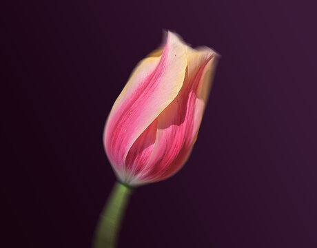 Close Up Pink and Yellow Tulip on Plum Background, Floral Macro Photography 