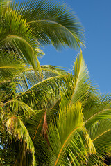 Tropical palm trees in Rarotonga, The Cook Islands