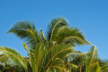Fototapeta na wymiar Tropical palm trees in Rarotonga, The Cook Islands