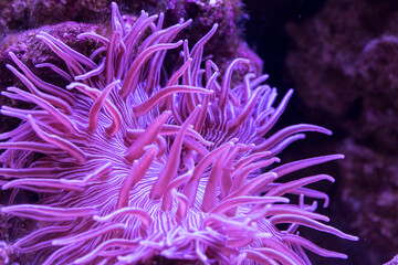 Striped Long Tentacle Anemone - Macrodactyla doreensis in underwater