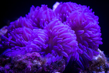 Purple Sebae Anemone - Heteractis crispa in underwater