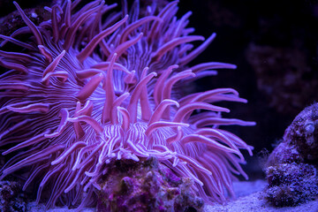 Fototapeta na wymiar Striped Long Tentacle Anemone - Macrodactyla doreensis in underwater