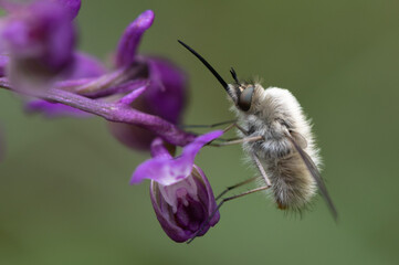 Bombylius minor - Bombylius thapsinoides - Bombylius luteolus - Bombyle mineur