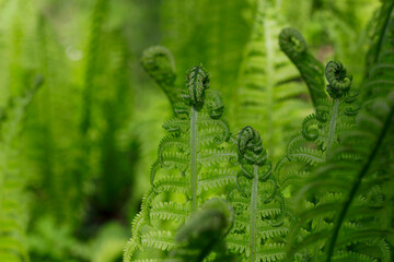 new fern curled leaves close up in spring garden