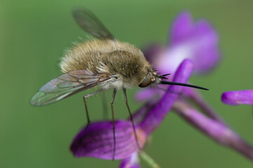 Bombylius minor - Bombylius thapsinoides - Bombylius luteolus - Bombyle mineur