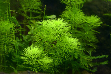 水草　水中の森