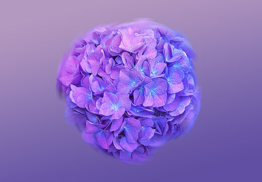 Purple Hydrangea Close Up Flower Art, Floral Macro Photography