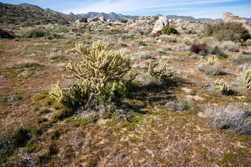 A Desert Scene on a Wilderness Trail in California