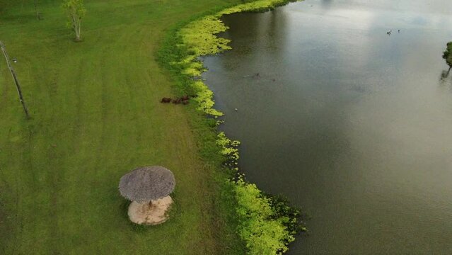Sum&eacute;rgete con los capibaras: Un fascinante encuentro acu&aacute;tico