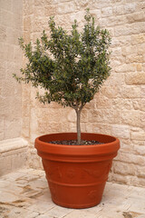 olive tree in a clay flowerpot against old stone wall
