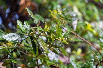 Obraz premium spring in the garden