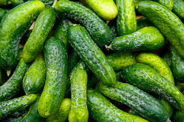 freshly picked cucumbers background