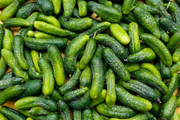 freshly picked cucumbers vegetable background