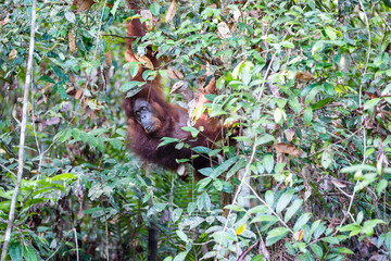 Bornean Orangutan, Pongo pygmaeus in Latin name, semi wild orangutan in Nature Reserve in Kuching, Sarawak, Malaysia 