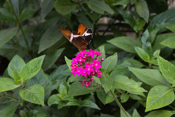 Butterfly on flower