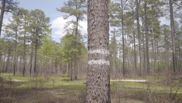 A banded tree with double white paint lines on its trunk to mark it for special protection during a controlled forest burn, possibly home to a nesting cavity of birds endemic to the area