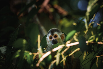 Obraz premium Squirrel monkey, Saimiri oerstedii, sitting on the tree trunk with green leaves, Corcovado NP, Costa Rica. Monkey in the tropic forest vegetation. Wildlife scene from nature. Beautiful cute animal.