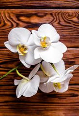 A branch of white orchids on a brown wooden background
