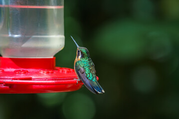Green Hermit, Phaethornis guy, rare hummingbird from Costa Rica, green bird