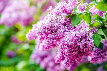 Obraz premium Pink lilac blooms in the Botanical garden 