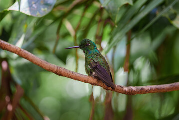 Green Hermit, Phaethornis guy, rare hummingbird from Costa Rica, green bird