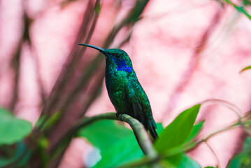 Fototapeta premium Green Hermit, Phaethornis guy, rare hummingbird from Costa Rica, green bird