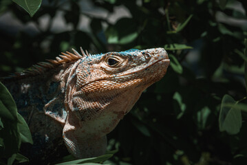 Green iguana on tree in tropical rainforest, Rio Tempisque Guanacaste, Costa Rica wildlife