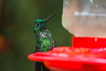Green Hermit, Phaethornis guy, rare hummingbird from Costa Rica, green bird