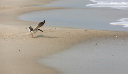 seagulls on the beach