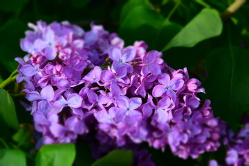 Lilac flowers in spring