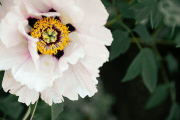 Fresh peonies in the garden.