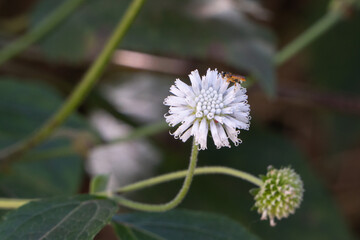 Abeja Bee Flor Blanca 