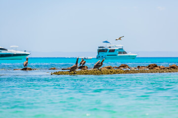 Pelicanos en Isla Espíritu Santo