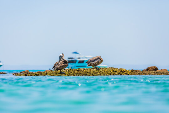 Pelicanos en Isla Esp&iacute;ritu Santo